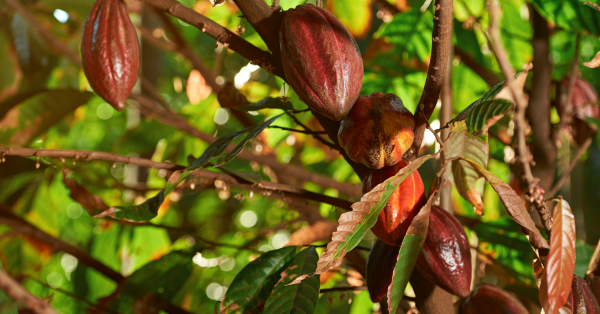 Supreme Court Rejects Human Rights Lawsuit Against U S Corporations But Leaves Door Open For Future Claims