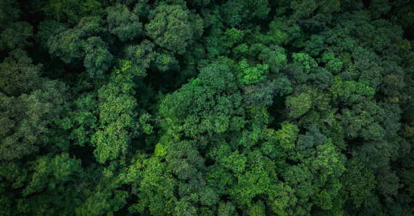 Carbon Insetting: How it Works, and Where It’s Headed